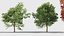Quercus rubra 3D model
