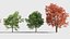 Quercus rubra 3D model