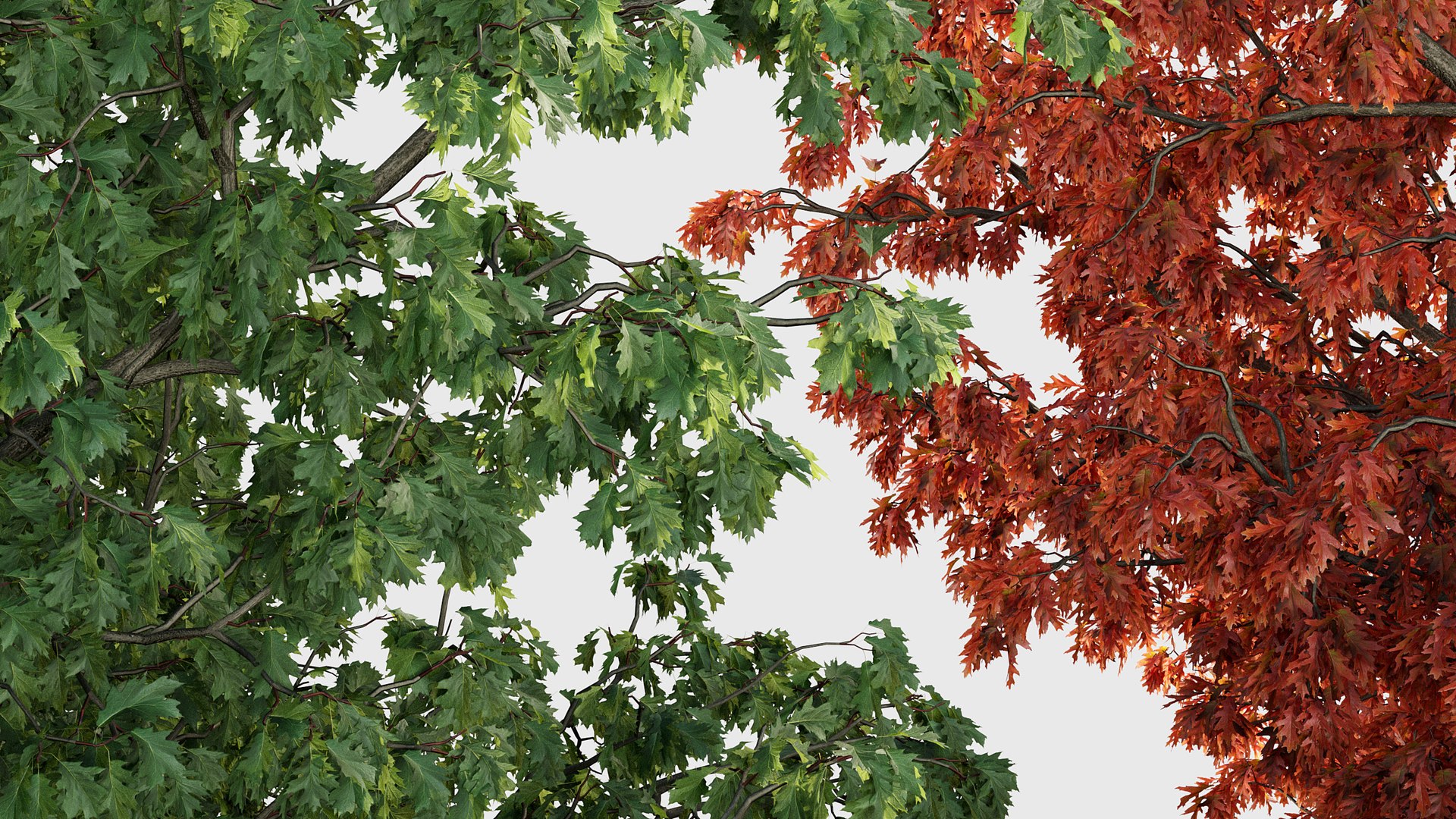 Quercus rubra 3D model 3D model https://p.turbosquid.com/ts-thumb/2g/91VJ0M/n2/gd_v20_quercus_rubra_04/jpg/1787198473/1920x1080/fit_q87/b5d9528ead1da47fee6178be20f6873cd1d81b01/gd_v20_quercus_rubra_04.jpg
