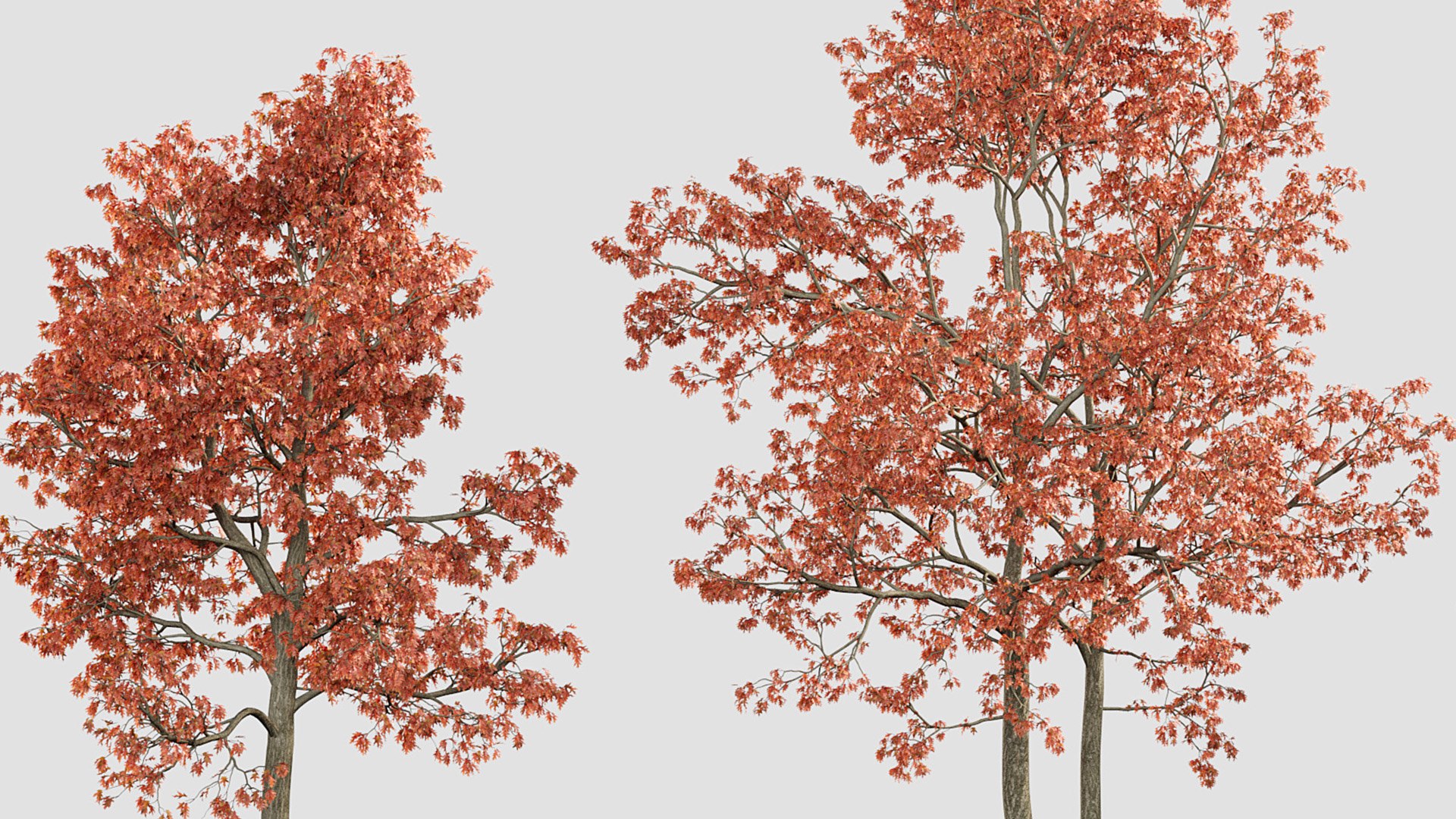 Quercus rubra 3D model 3D model https://p.turbosquid.com/ts-thumb/2g/91VJ0M/oK/gd_v20_quercus_rubra_06/jpg/1787198482/1920x1080/fit_q87/d6168981e87917bb6b5104ca81a0118c028a9d72/gd_v20_quercus_rubra_06.jpg