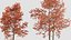 Quercus rubra 3D model