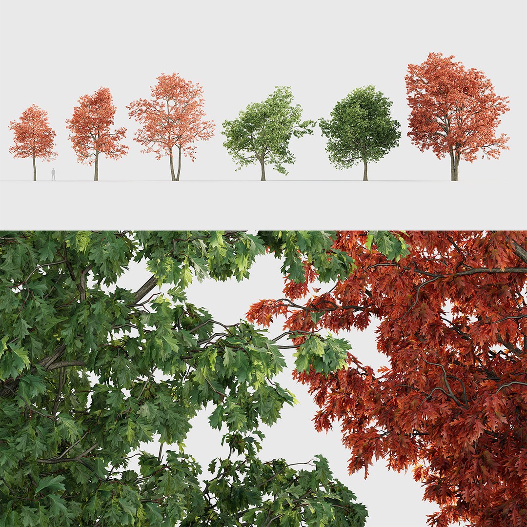 Quercus rubra 3D model 3D model https://p.turbosquid.com/ts-thumb/2g/91VJ0M/qT/gd_v20_quercus_rubra_tb/jpg/1787198447/1920x1080/fit_q87/be08aeb4db604ca560e471606f219e2bf1b04736/gd_v20_quercus_rubra_tb.jpg