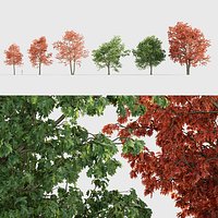 Quercus rubra 3D model