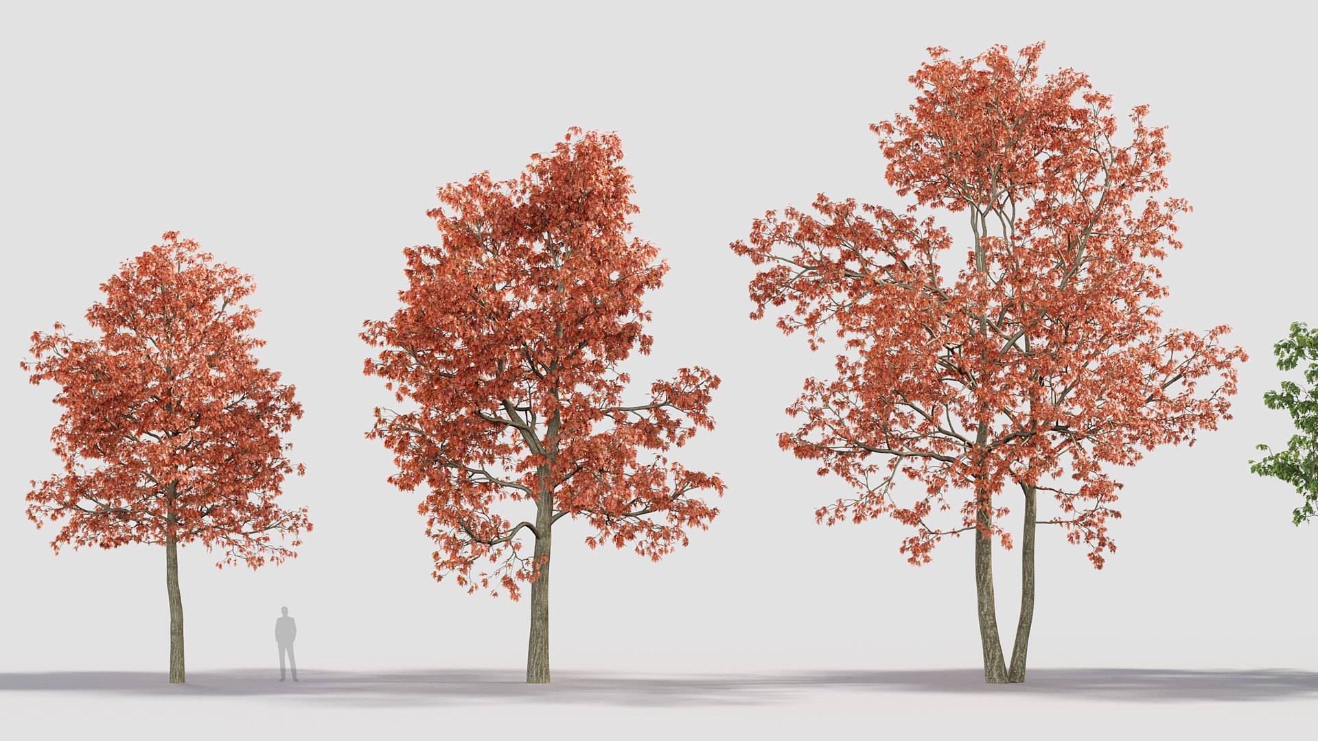Quercus rubra 3D model 3D model https://p.turbosquid.com/ts-thumb/2g/91VJ0M/tK/gd_v20_quercus_rubra_02/jpg/1787198458/1920x1080/fit_q87/611b0bcd5d1d08b462d67aa45a562250fef3b7fa/gd_v20_quercus_rubra_02.jpg