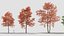 Quercus rubra 3D model