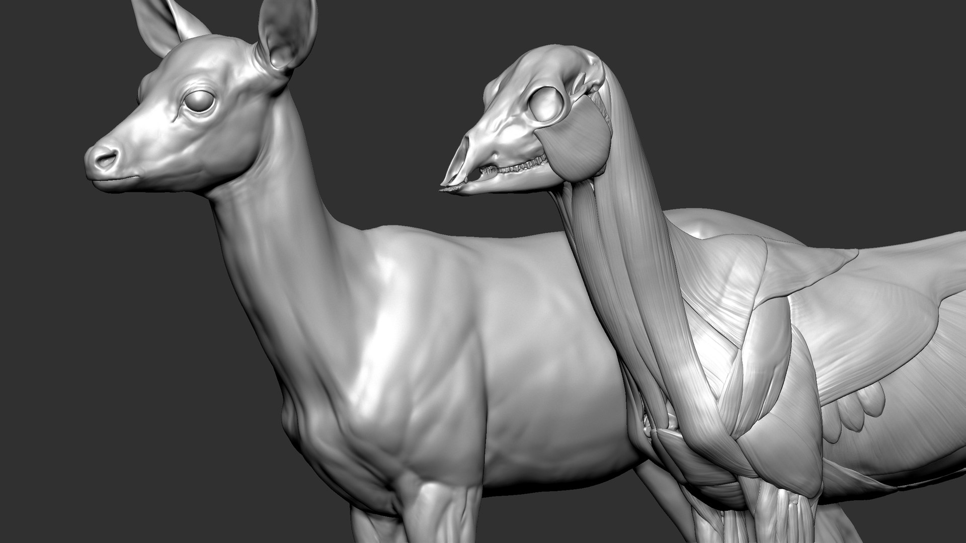 3D Fawn VFX MUSCLE SIMULATION Model - TurboSquid 1886753