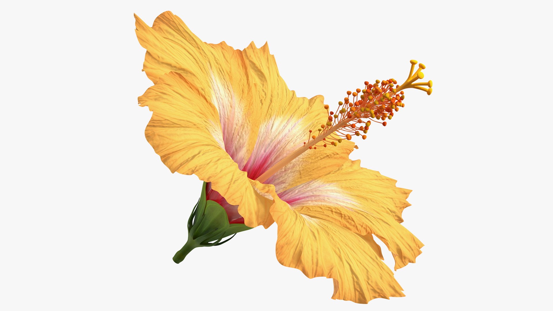 Blooming Hibiscus Flower Orange 3D model preview