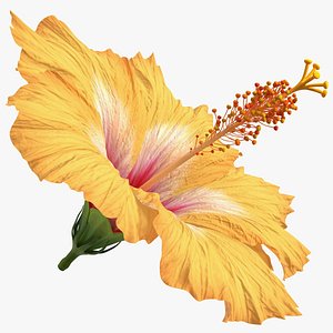 blooming hibiscus flower orange model
