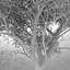 HI Realistic Series Tree - 002