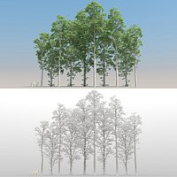 10 Birch Trees with snow