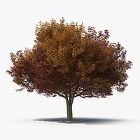 White Ash Tree Autumn