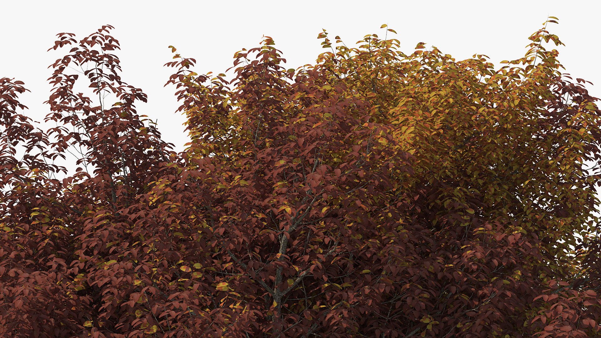 3D white ash tree autumn model https://p.turbosquid.com/ts-thumb/2g/Zez8b4/IFyanoAj/whiteashtreeautumnmb3dmodel004/jpg/1575267443/1920x1080/fit_q87/cbbc9a1e0cc24a02a4d598c0c749caf9d969a305/whiteashtreeautumnmb3dmodel004.jpg