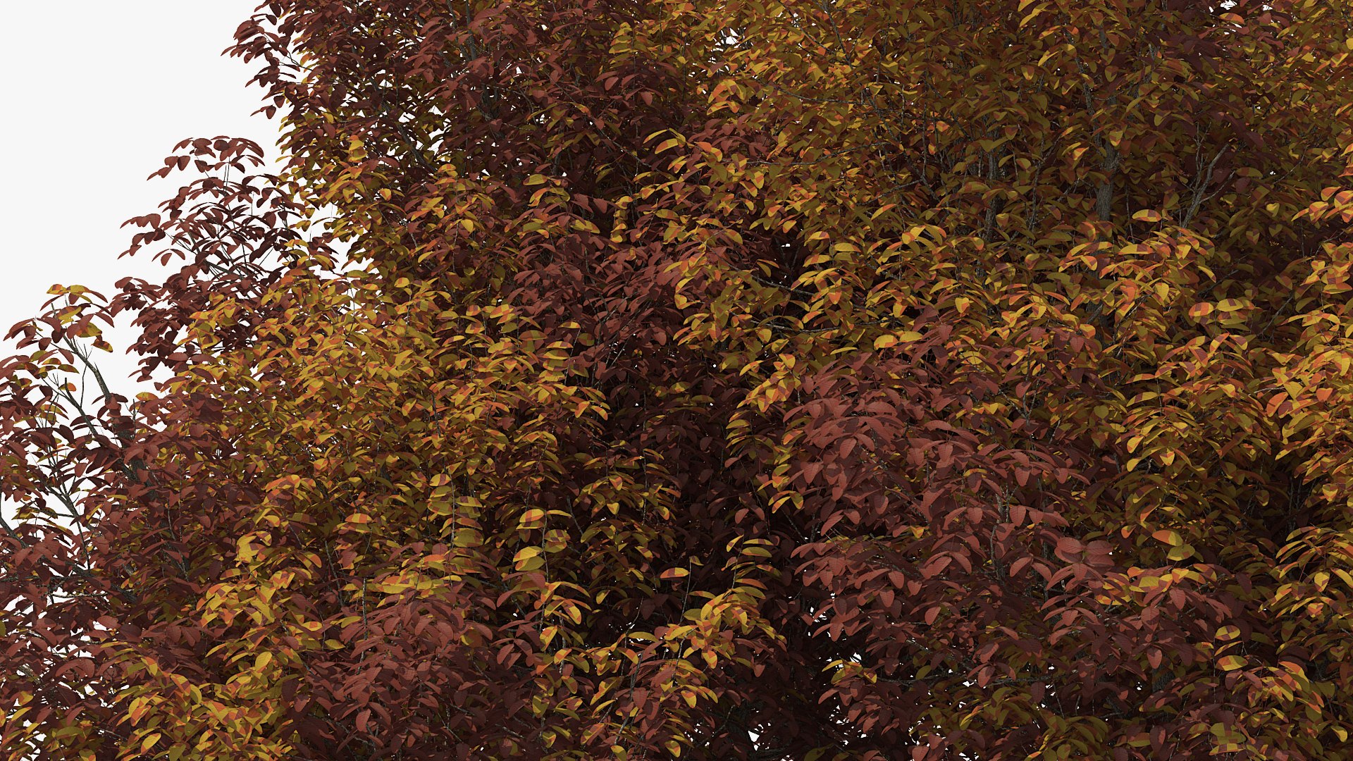 3D white ash tree autumn model https://p.turbosquid.com/ts-thumb/2g/Zez8b4/LkDx4Dc7/whiteashtreeautumnmb3dmodel008/jpg/1575267448/1920x1080/fit_q87/6ac30a87c9d7e69ae8774f23249c5e9f911b5811/whiteashtreeautumnmb3dmodel008.jpg