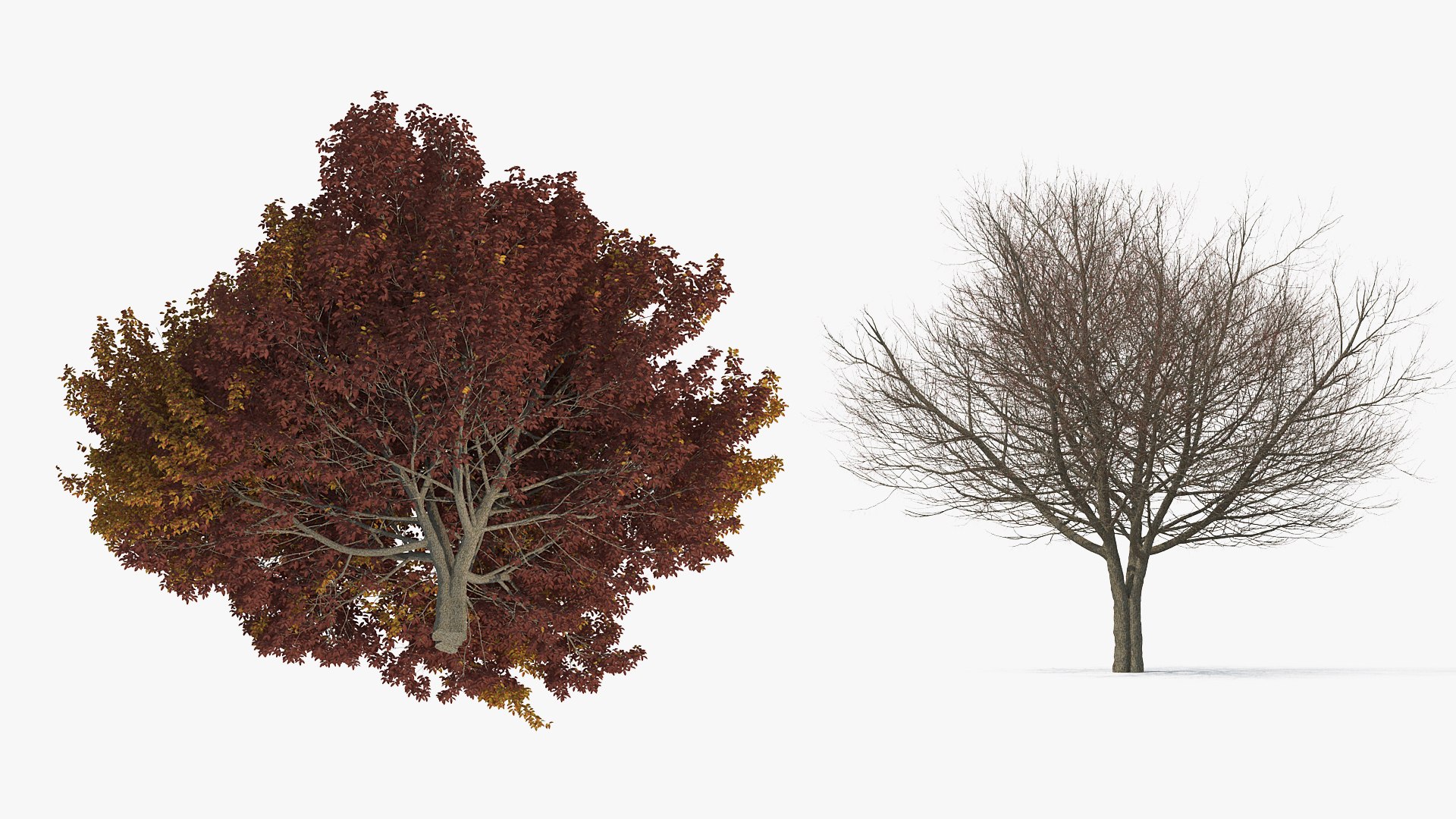 3D white ash tree autumn model https://p.turbosquid.com/ts-thumb/2g/Zez8b4/U1rvyDEC/whiteashtreeautumnmb3dmodel010/jpg/1575267449/1920x1080/fit_q87/5e445a5ded6942a9c95c5168b1bbe30cac3d43c4/whiteashtreeautumnmb3dmodel010.jpg