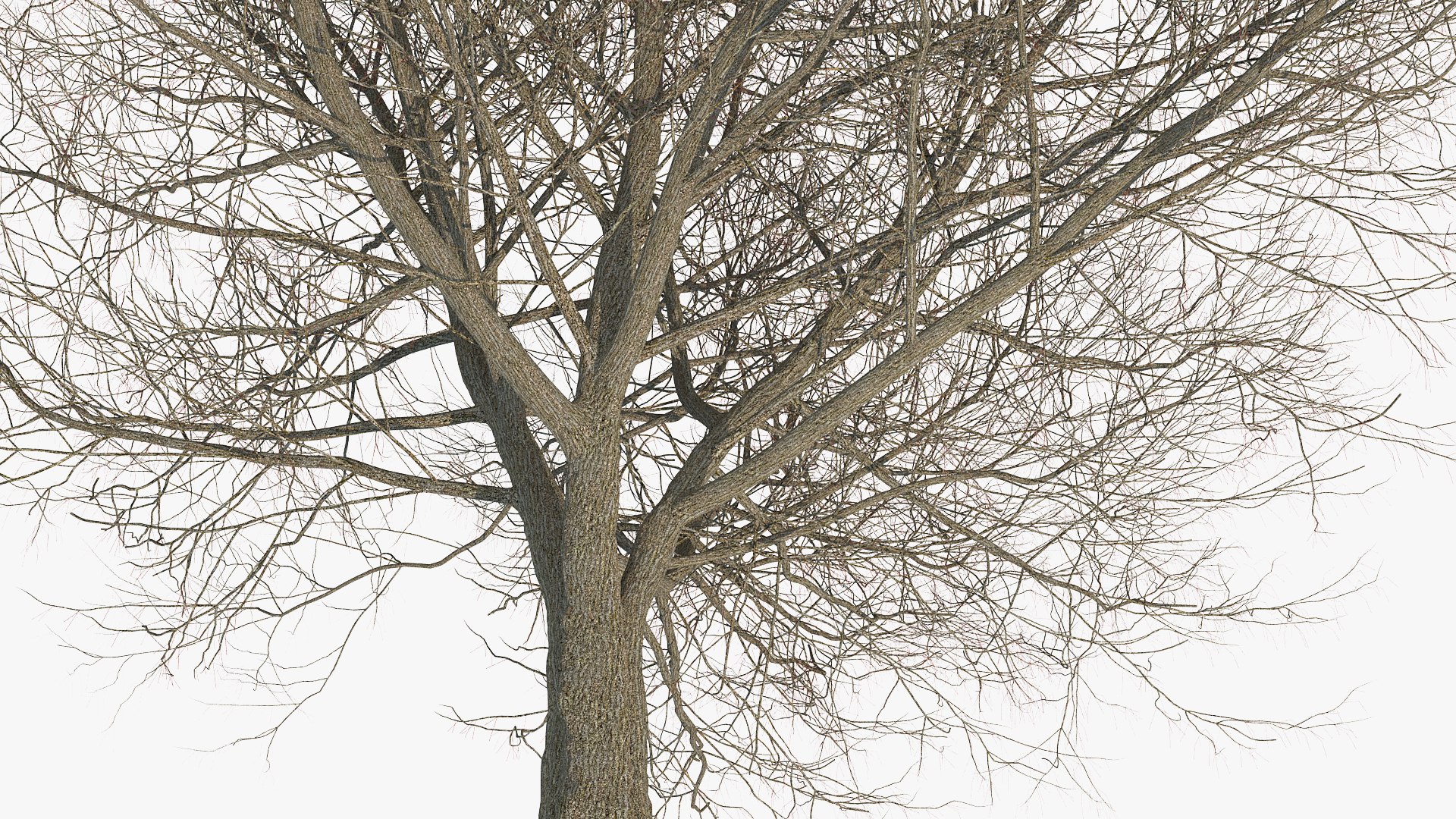 3D white ash tree autumn model https://p.turbosquid.com/ts-thumb/2g/Zez8b4/Vr67dpgY/whiteashtreeautumnmb3dmodel006/jpg/1575267446/1920x1080/fit_q87/72bfd3b03b3962397e7f13256f9ce6201a62ef4d/whiteashtreeautumnmb3dmodel006.jpg