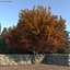 Automne Frêne Blanc
