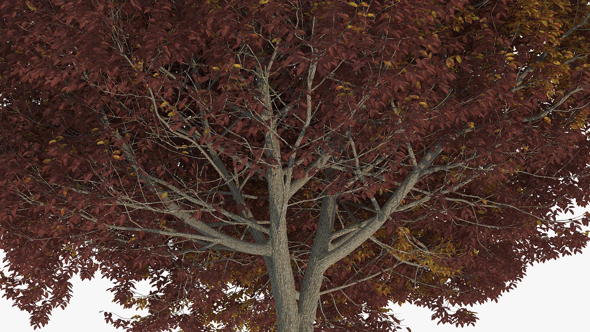 3D white ash tree autumn model https://p.turbosquid.com/ts-thumb/2g/Zez8b4/zFKoWYjS/whiteashtreeautumnmb3dmodel005/jpg/1575267444/1920x1080/fit_q87/fce466134af1b14fe16401ddcf8c7054327b3c29/whiteashtreeautumnmb3dmodel005.jpg