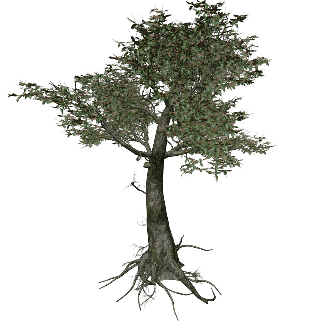 Kingsville Boxwood Tree - 05 - 3D https://p.turbosquid.com/ts-thumb/2g/j8LoE1/46/_kingsvilleboxwood_05_01/png/1741707283/1920x1080/fit_q87/04814df243533d73834605d659d726ac27a3a900/_kingsvilleboxwood_05_01.jpg