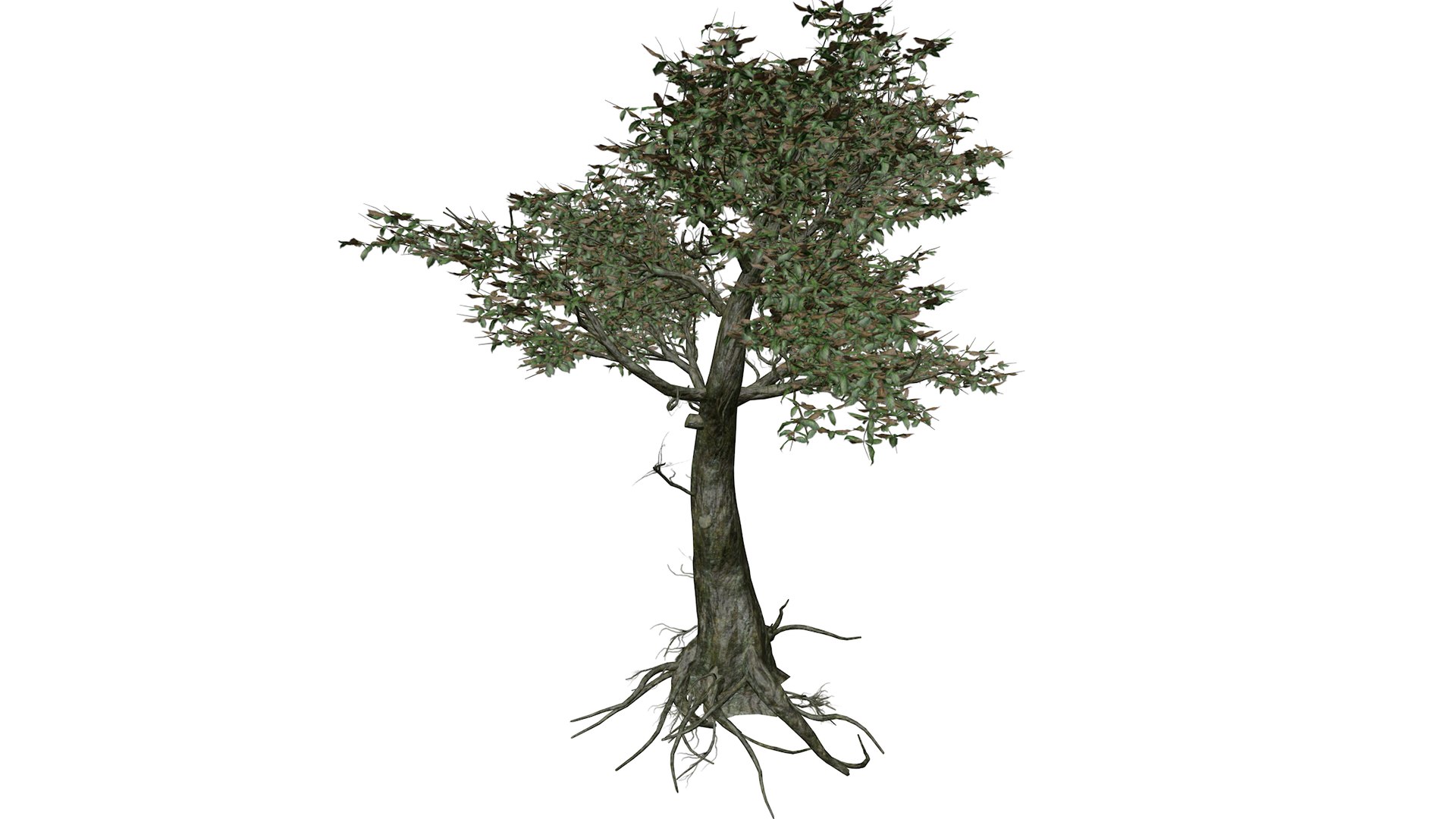 Kingsville Boxwood Tree - 05 - 3D https://p.turbosquid.com/ts-thumb/2g/j8LoE1/HW/kingsvilleboxwood_05_030/png/1741707285/1920x1080/fit_q87/d15018e1ef53832913f29f43947b61a15d81e9a1/kingsvilleboxwood_05_030.jpg