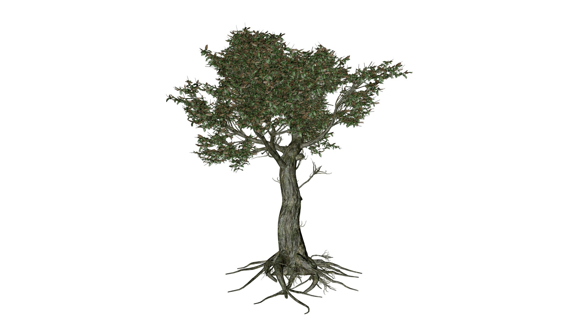Kingsville Boxwood Tree - 05 - 3D https://p.turbosquid.com/ts-thumb/2g/j8LoE1/Xh/kb_53/png/1741707285/1920x1080/fit_q87/f78251e1e2c057d75d6dff03cc36798106f6e775/kb_53.jpg