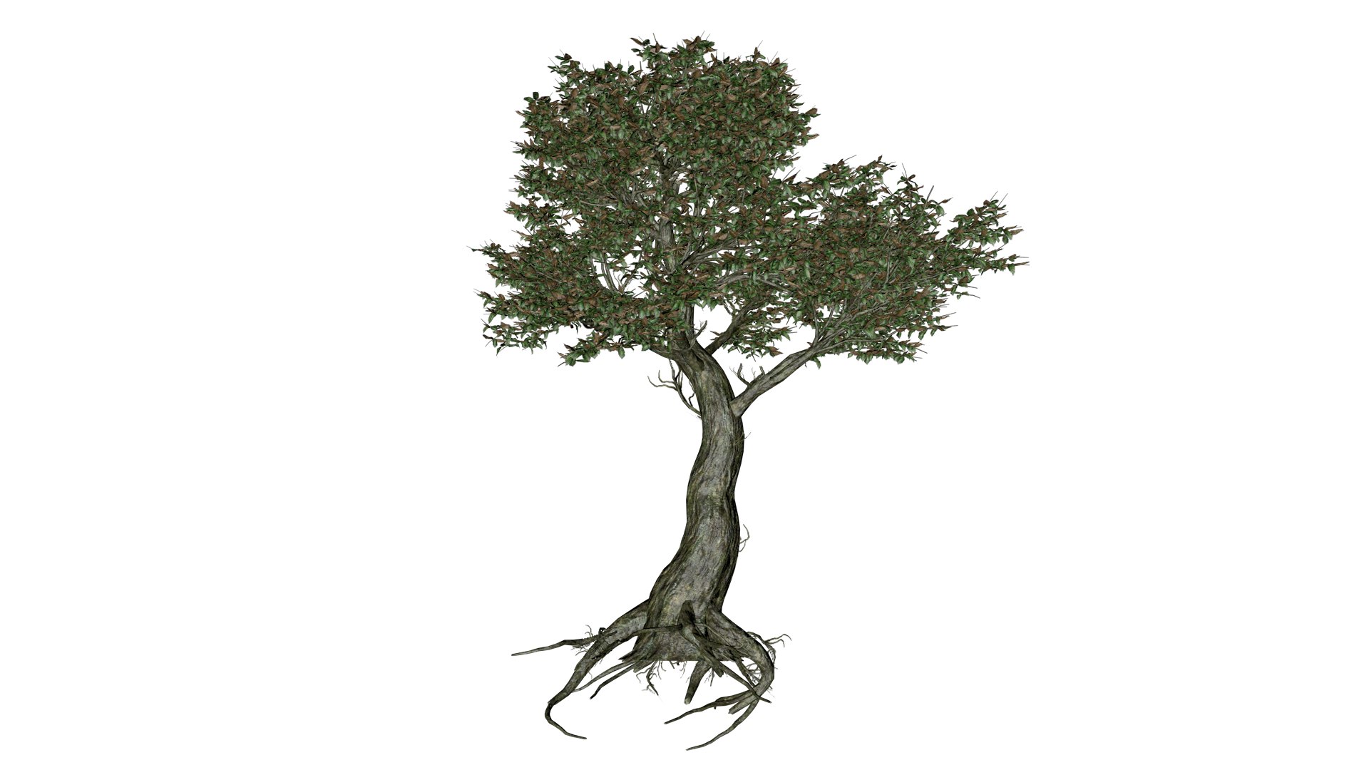 Kingsville Boxwood Tree - 05 - 3D https://p.turbosquid.com/ts-thumb/2g/j8LoE1/bR/kb_52/png/1741707283/1920x1080/fit_q87/2f8a42cc42cd0438d233f579138e53952765f59a/kb_52.jpg
