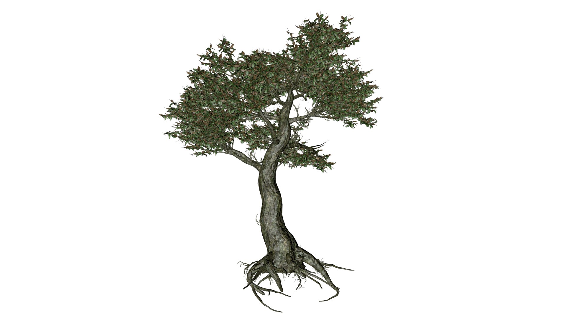 Kingsville Boxwood Tree - 05 - 3D https://p.turbosquid.com/ts-thumb/2g/j8LoE1/vy/kb_5/png/1741707283/1920x1080/fit_q87/96c09da3eab2bd8f5c249ab59387a91c841270ea/kb_5.jpg