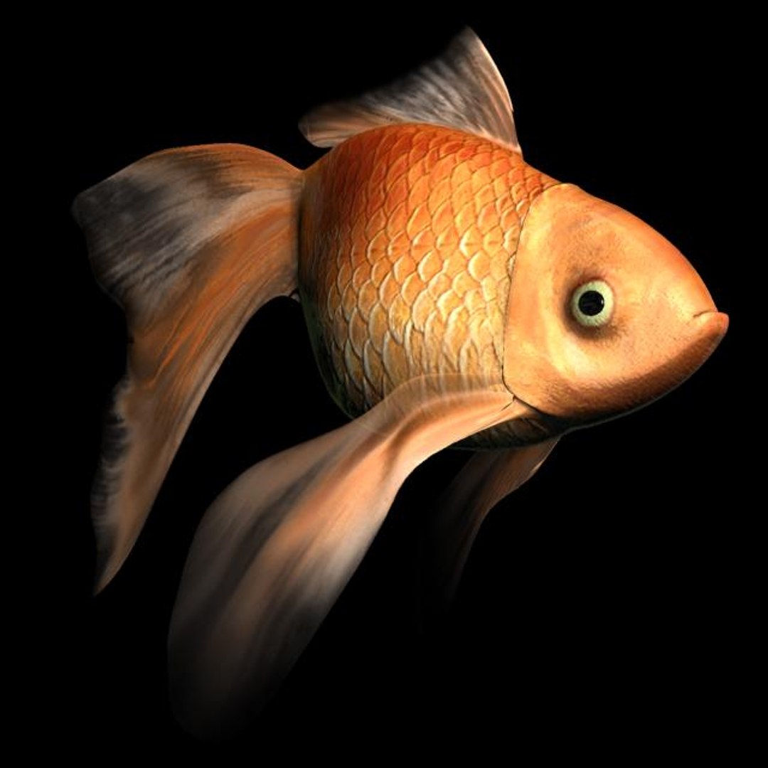 free max mode goldfish gold fish https://p.turbosquid.com/ts-thumb/2g/yfKbyW/C8z5Y1m3/goldfish2/jpg/1157149790/1920x1080/fit_q87/2cffcb609892ada4d591993f1317e65677fbf799/goldfish2.jpg