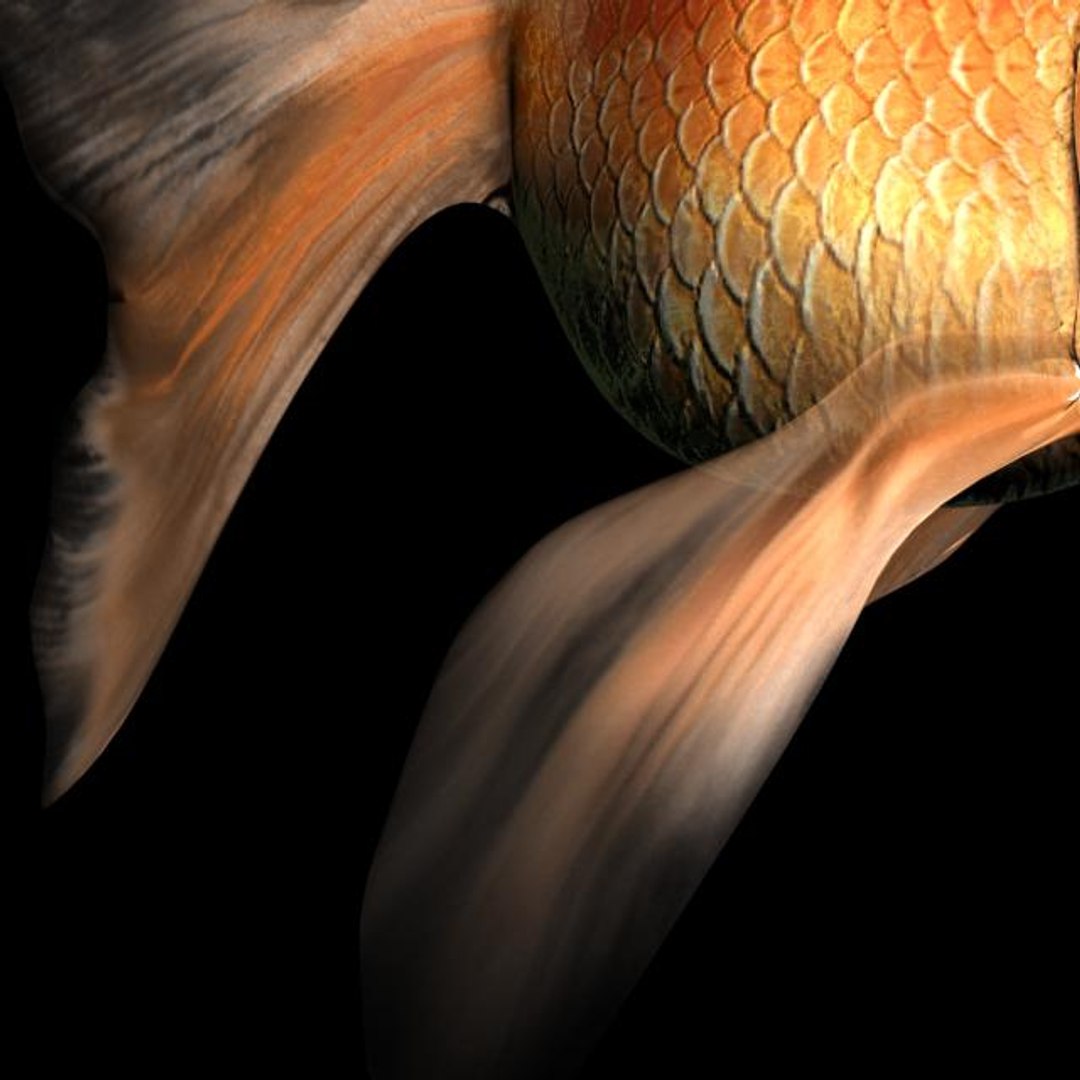 free max mode goldfish gold fish https://p.turbosquid.com/ts-thumb/2g/yfKbyW/DsMJi0hP/goldfish_close2/jpg/1157151383/1920x1080/fit_q87/a1a5ef74513782dafda1542b881357589996a97c/goldfish_close2.jpg