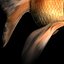 free max mode goldfish gold fish