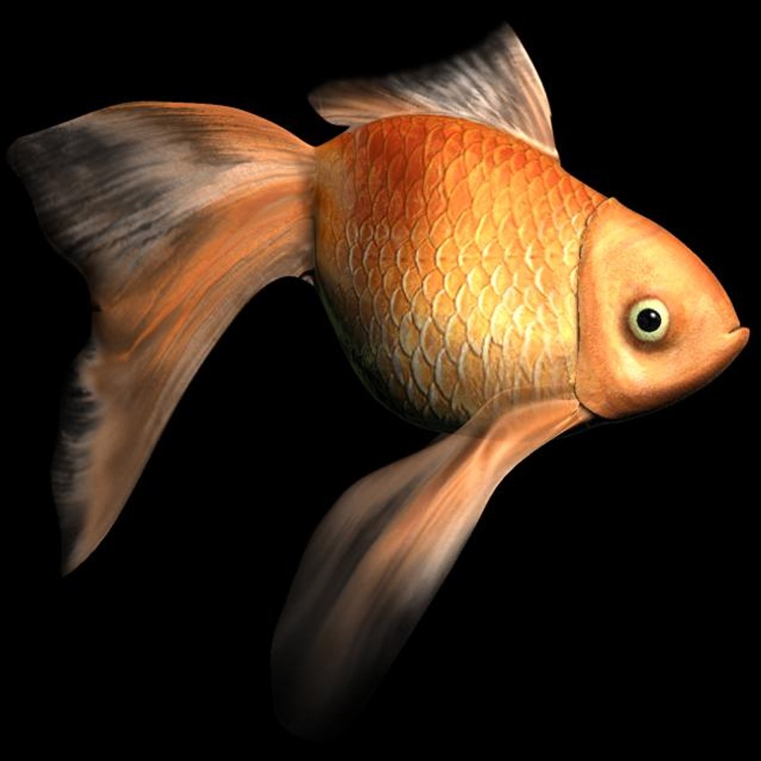free max mode goldfish gold fish https://p.turbosquid.com/ts-thumb/2g/yfKbyW/RibTWxyG/goldfish/jpg/1157149784/1920x1080/fit_q87/8d0ba9447e38a7d4e6a9550bb68e06b784a16dcb/goldfish.jpg