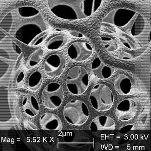 radiolarians 2 3d model