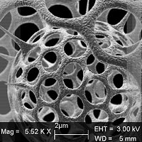 Radiolarian 2