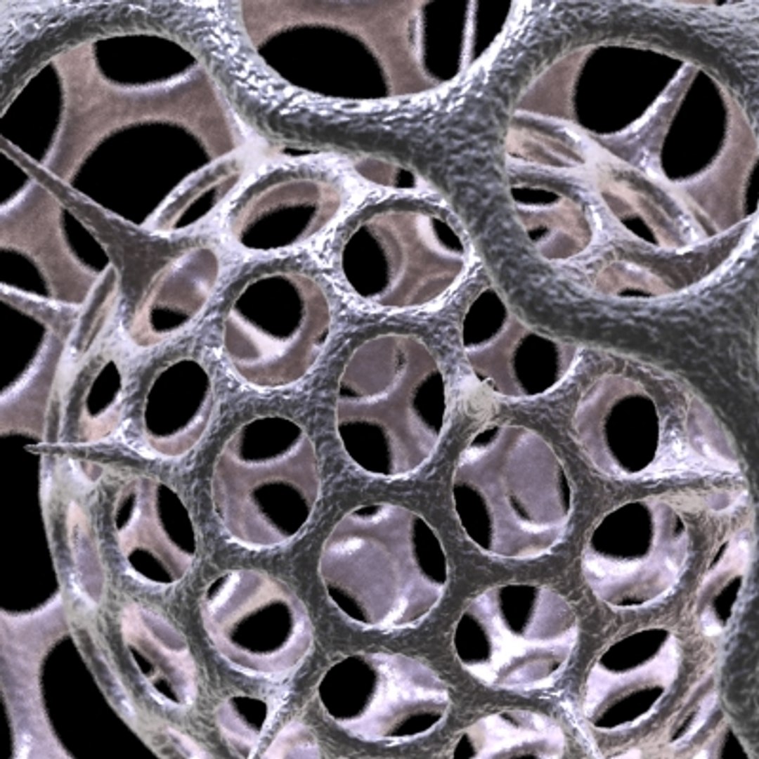 Radiolarians 2 3d Model