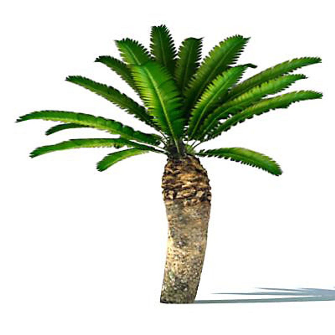 Cycad 3d Model