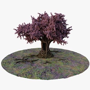 Mature Tree