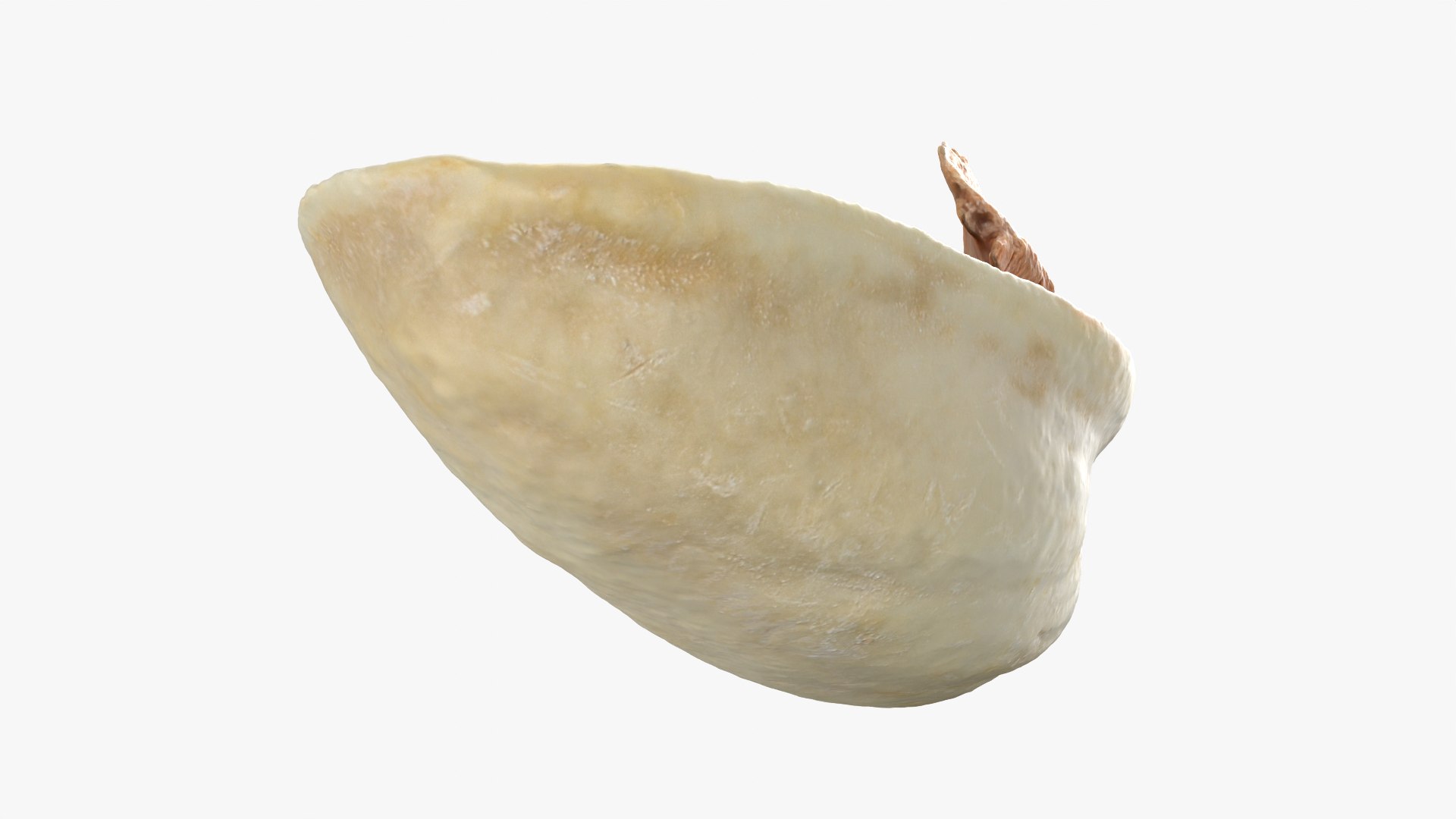 Empty Pistachio Shell 01 Raw Scan 3D model https://p.turbosquid.com/ts-thumb/2h/LsdYSA/2W/pistachioshell1_0007/png/1755073950/1920x1080/fit_q87/7e7db2cb61189f1049fabd1e819e0db809aa030e/pistachioshell1_0007.jpg