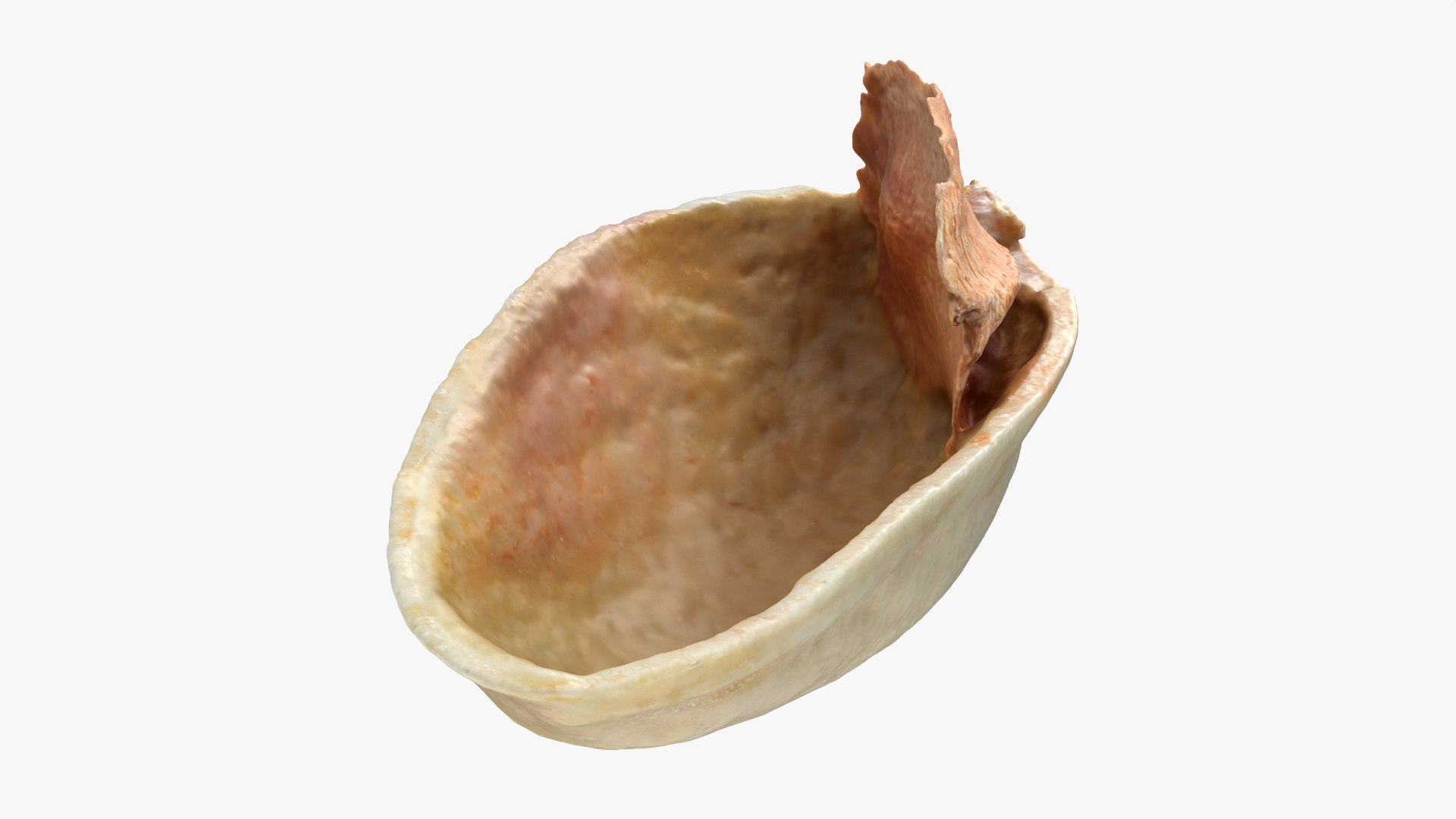 Empty Pistachio Shell 01 Raw Scan 3D model https://p.turbosquid.com/ts-thumb/2h/LsdYSA/5f/pistachioshell1_0004/png/1755073948/1920x1080/fit_q87/41d20d82afc3e47d23a2004be48cea818daa5382/pistachioshell1_0004.jpg