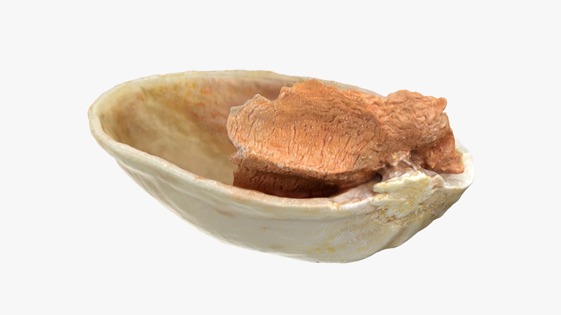 Empty Pistachio Shell 01 Raw Scan 3D model https://p.turbosquid.com/ts-thumb/2h/LsdYSA/7s/pistachioshell1_0011/png/1755073955/1920x1080/fit_q87/3669702052554bdc27a3393e00d79e85e86cd835/pistachioshell1_0011.jpg