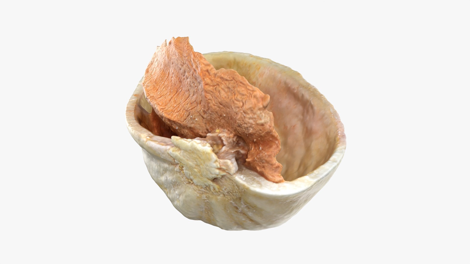 Empty Pistachio Shell 01 Raw Scan 3D model https://p.turbosquid.com/ts-thumb/2h/LsdYSA/9l/pistachioshell1_0010/png/1755073953/1920x1080/fit_q87/d842de9c2213e556e4b27f99933222ccb3de0d93/pistachioshell1_0010.jpg