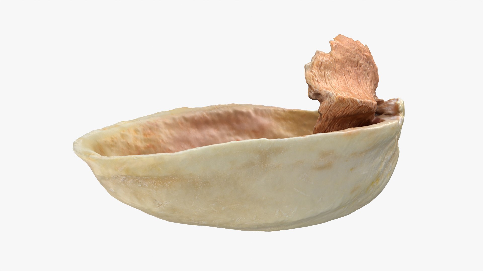 Empty Pistachio Shell 01 Raw Scan 3D model https://p.turbosquid.com/ts-thumb/2h/LsdYSA/c6/pistachioshell1_0009/png/1755073952/1920x1080/fit_q87/546c85020214f4490f653689e8bd5ade9c494539/pistachioshell1_0009.jpg