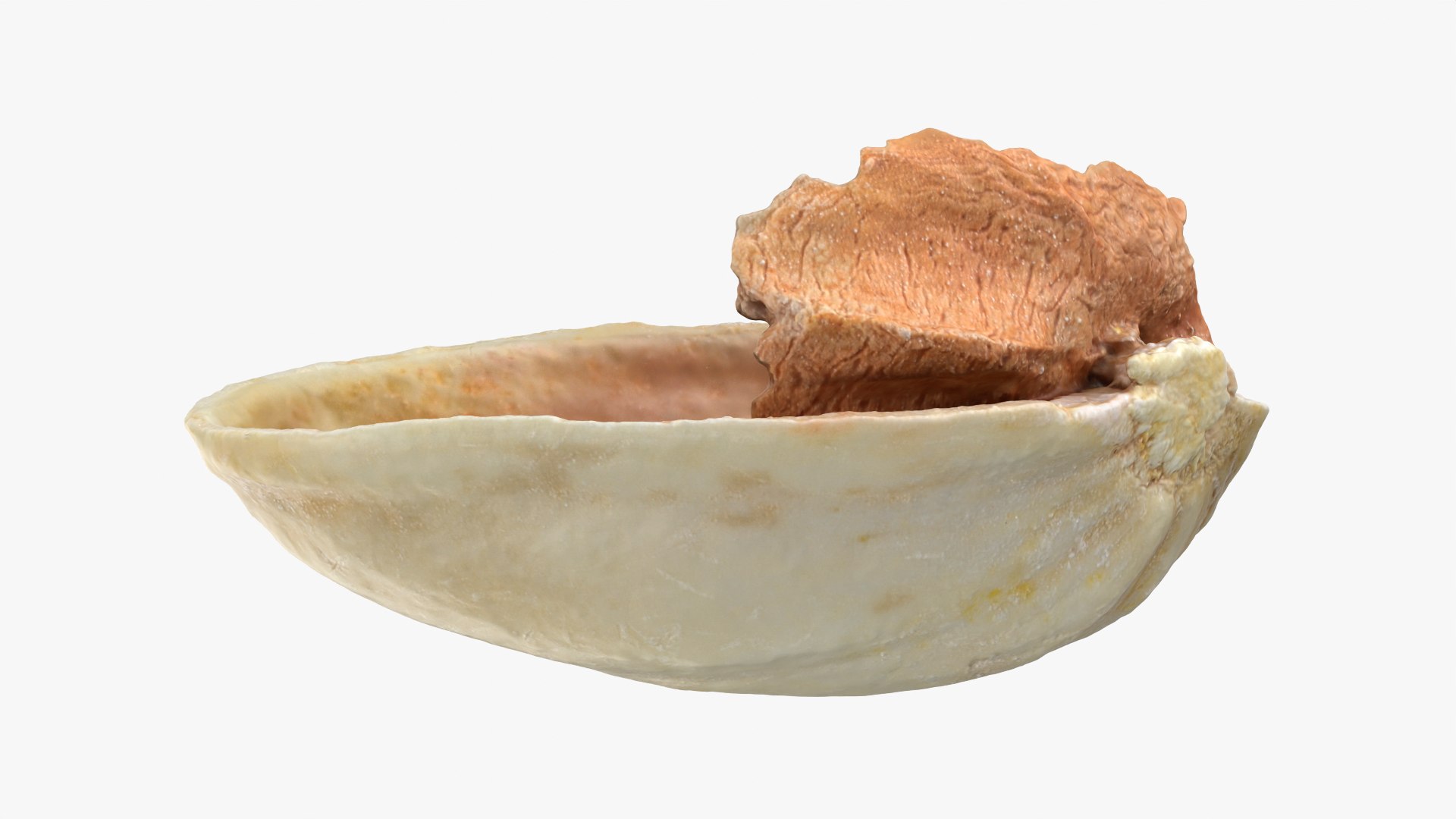 Empty Pistachio Shell 01 Raw Scan 3D model https://p.turbosquid.com/ts-thumb/2h/LsdYSA/ha/pistachioshell1_0002/png/1755073946/1920x1080/fit_q87/44cabdb7a5e6f870822ec640d26ba038321c9a26/pistachioshell1_0002.jpg