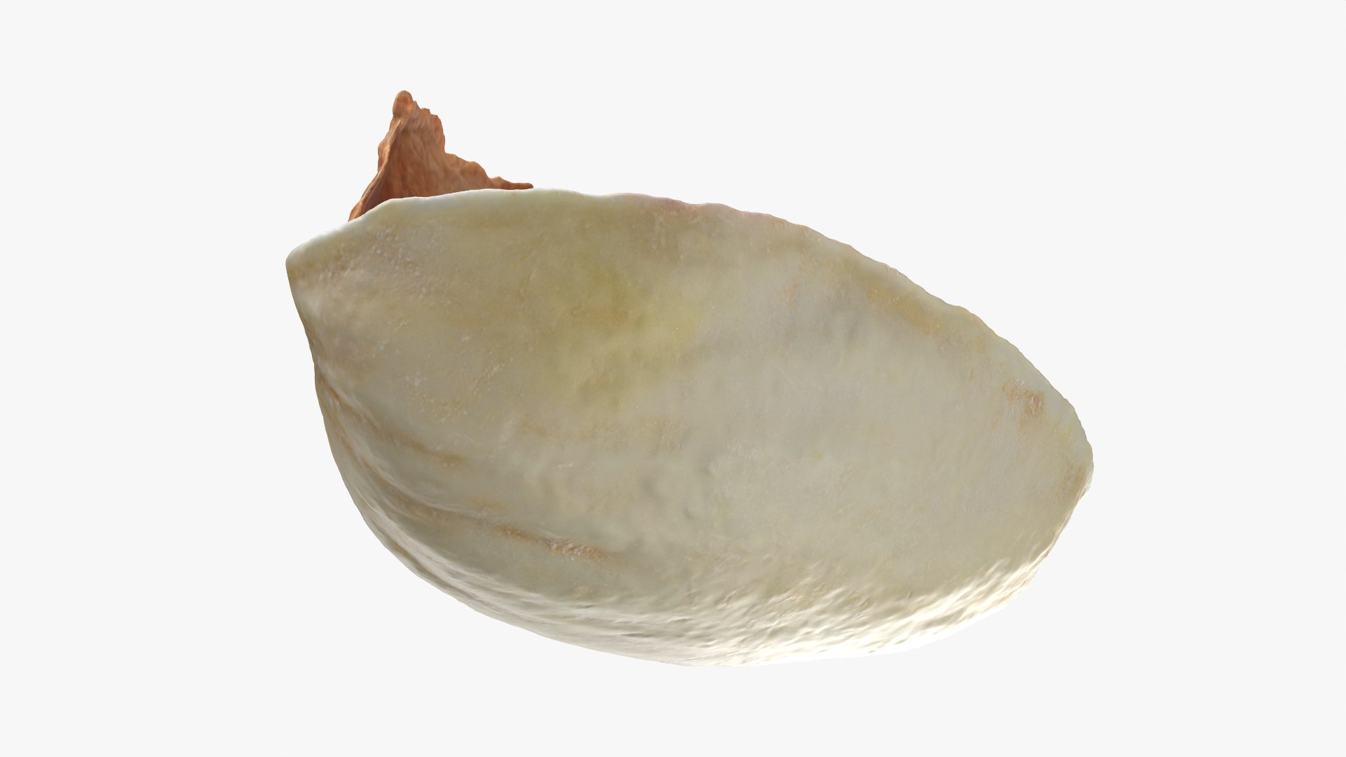 Empty Pistachio Shell 01 Raw Scan 3D model https://p.turbosquid.com/ts-thumb/2h/LsdYSA/rL/pistachioshell1_0006/png/1755073949/1920x1080/fit_q87/7126dd6d2f674bf4931ddae2d6259b171c1c3339/pistachioshell1_0006.jpg