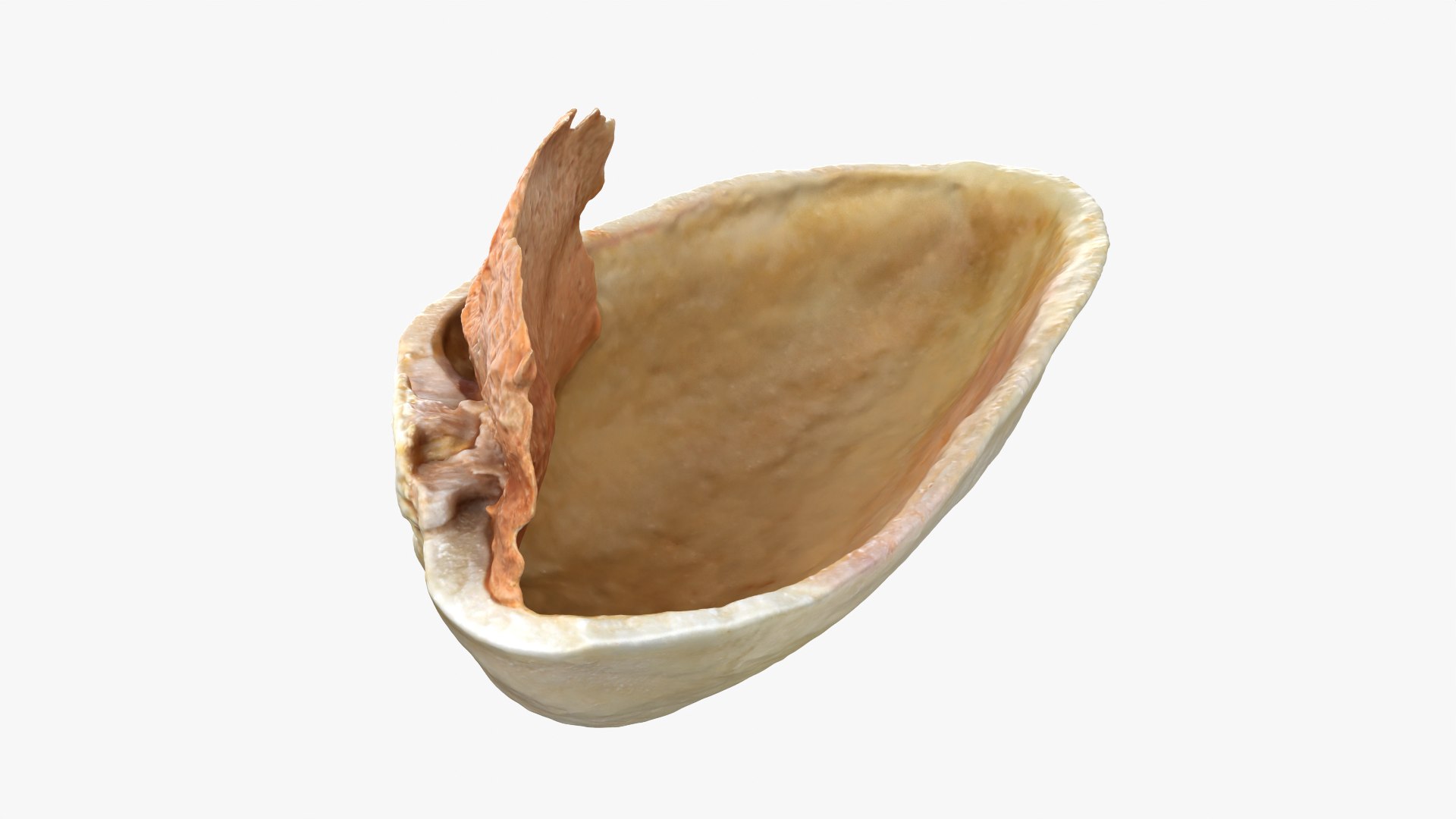 Empty Pistachio Shell 01 Raw Scan 3D model https://p.turbosquid.com/ts-thumb/2h/LsdYSA/zo/pistachioshell1_0008/png/1755073952/1920x1080/fit_q87/46d6573f1b020fb5cc9e1aae76001c25142244d7/pistachioshell1_0008.jpg