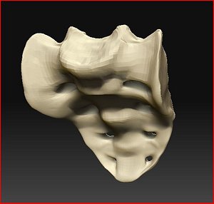 3d model sacrum