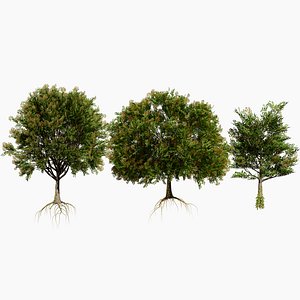 Realistic Frene Blanc Tree Asset 3D