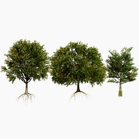 Realistic Frene Blanc Tree Asset