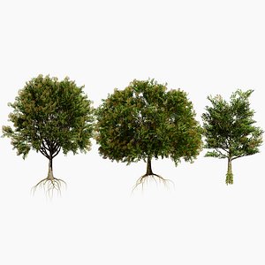 Realistic Frene Blanc Tree Asset