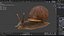 Snail Walking Animated Rigged For Blender