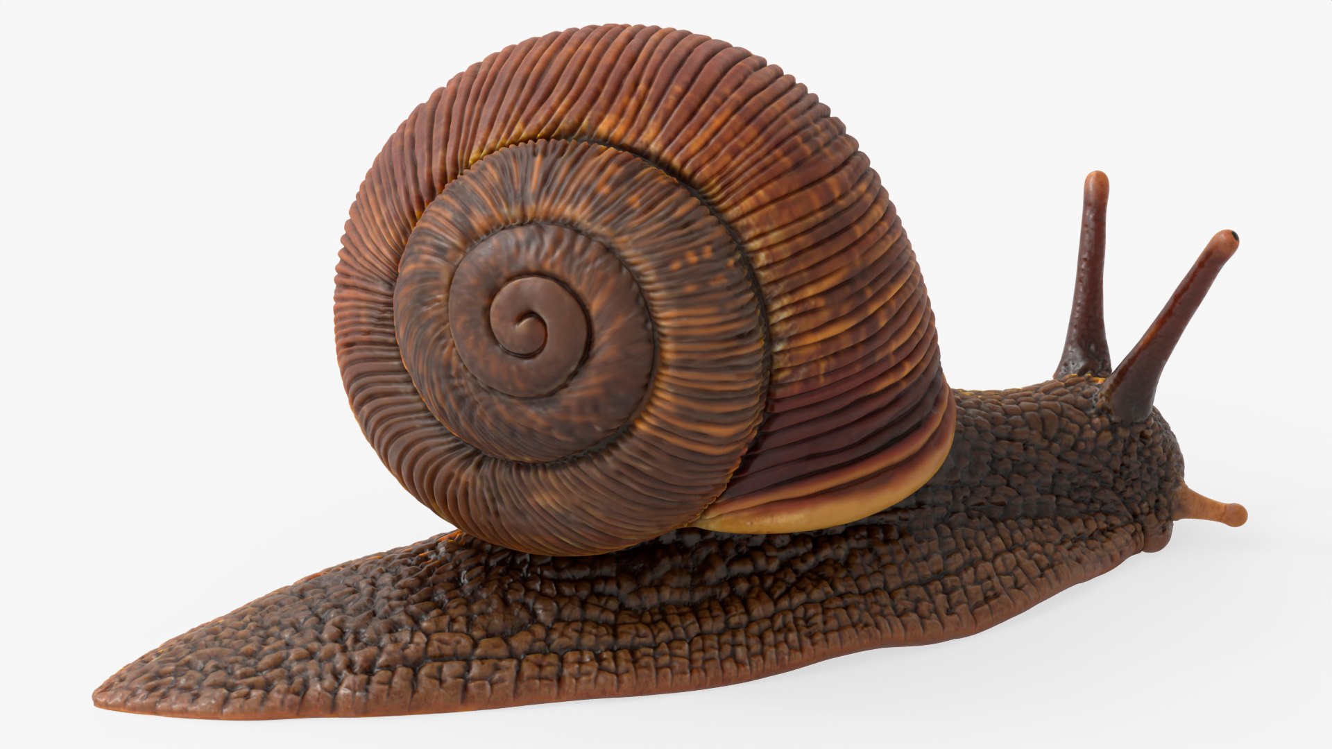 3D Snail Walking Animated Rigged For Blender model https://p.turbosquid.com/ts-thumb/2h/UB3ZmA/Ll/snail_walking_animated_rigged_for_blender_006/jpg/1788208450/1920x1080/fit_q87/41dd47f298b032f9f3904c28a5db9c50f4dbcf84/snail_walking_animated_rigged_for_blender_006.jpg