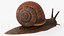 Snail Walking Animated Rigged For Blender